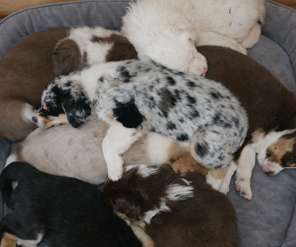 Medium Photo #1 Australian Shepherd Puppy For Sale in MABEL, MN, USA