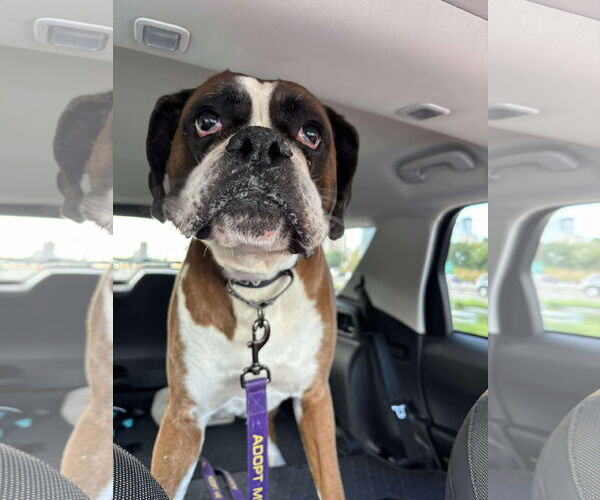 Medium Photo #2 Boxer Puppy For Sale in Burnsville, MN, USA