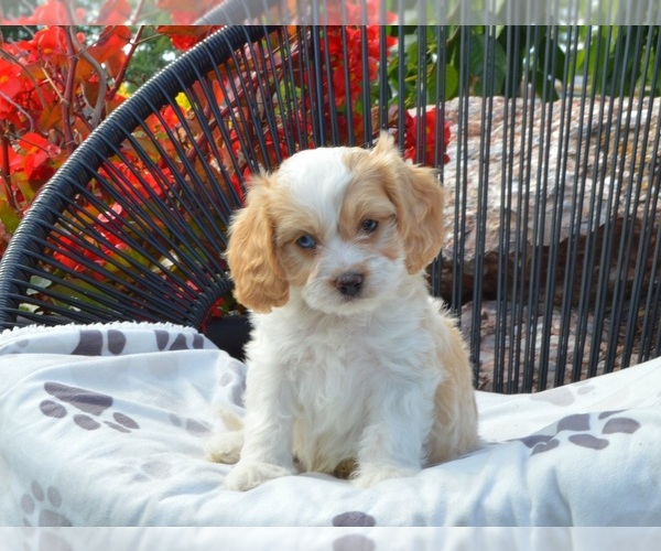 Medium Photo #20 Cavapoo Puppy For Sale in ELIZABETHTOWN, PA, USA