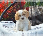 Small #2 Cavapoo