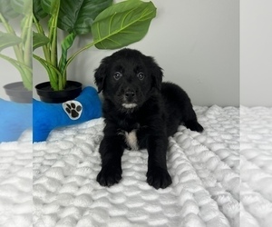 Shih Tzu Puppy for sale in FRANKLIN, IN, USA