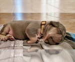 Puppy 4 French Bulldog