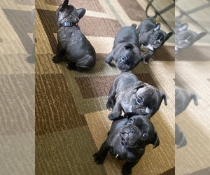 French Bulldog Puppy for sale in HYDE PARK, NY, USA