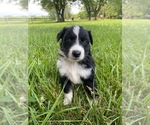 Small Photo #1 Australian Shepherd Puppy For Sale in GREENFIELD, IN, USA