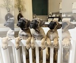 Puppy Purple Bullmastiff