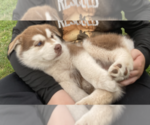 Small Photo #11 Alusky Puppy For Sale in LEWISBURG, PA, USA