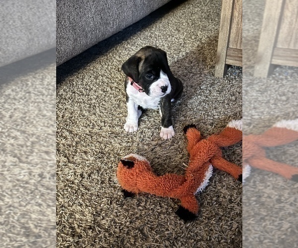 Medium Photo #6 Boxer Puppy For Sale in WATERFORD, PA, USA