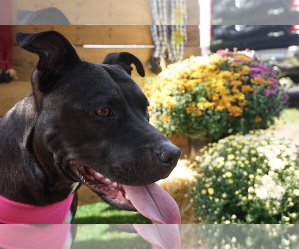 Medium Photo #4 American Pit Bull Terrier-Unknown Mix Puppy For Sale in Germantown, OH, USA