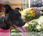 Small #3 American Pit Bull Terrier Mix