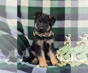 German Shepherd Dog Puppy for sale in LEOLA, PA, USA