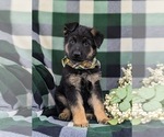 Small Photo #1 German Shepherd Dog Puppy For Sale in LEOLA, PA, USA