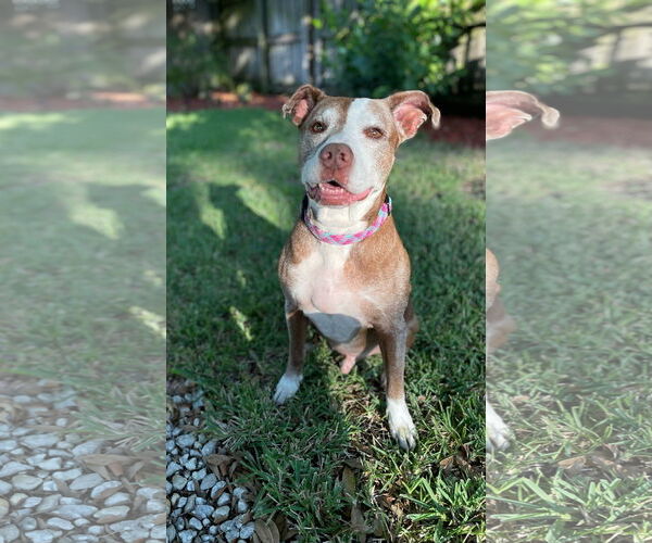 Medium Photo #4 American Bulldog-Unknown Mix Puppy For Sale in Tampa, FL, USA