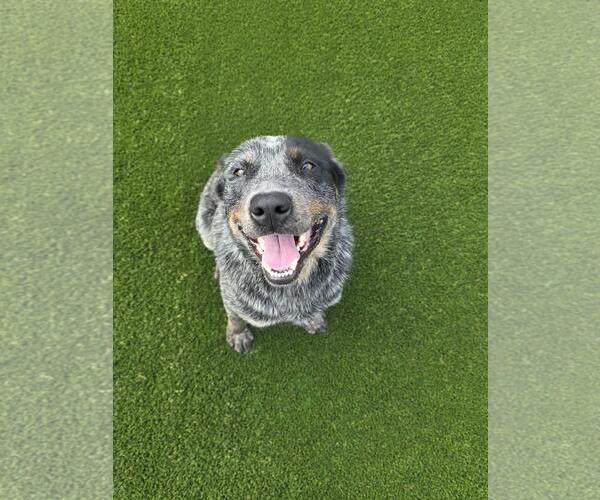 Medium Photo #4 Mutt Puppy For Sale in Rockwall, TX, USA