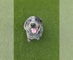 Small #3 Mutt