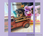 Small #12 Yorkshire Terrier
