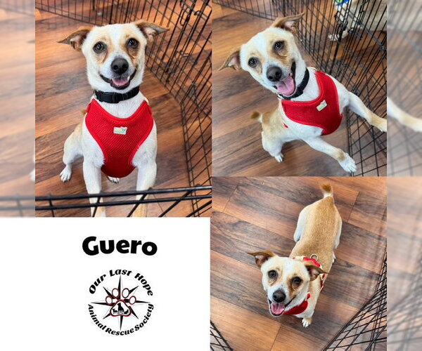 Medium Photo #2 Chihuahua Puppy For Sale in Princeton, British Columbia, Canada