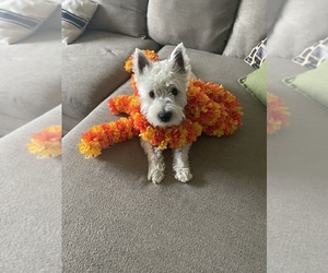 Father of the West Highland White Terrier puppies born on 05/06/2025