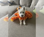 Small Photo #1 West Highland White Terrier Puppy For Sale in PHOENIX, AZ, USA