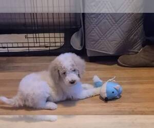 Poodle (Standard) Puppy for sale in PAONIA, CO, USA