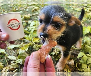 Chorkie Puppy for sale in MANKATO, MN, USA