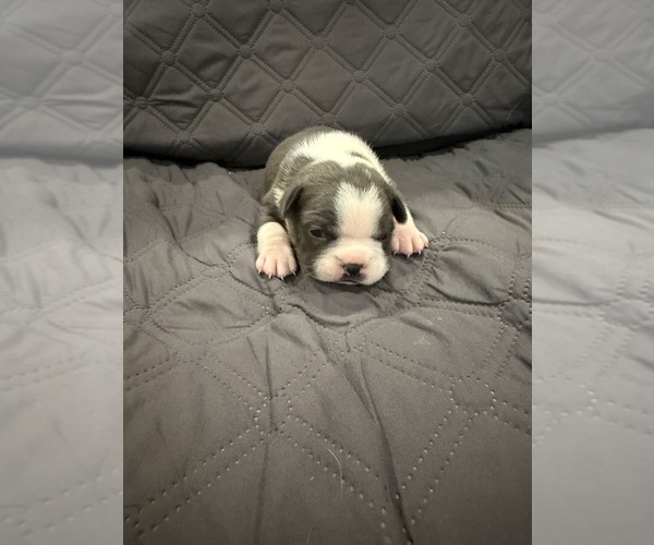 Medium Photo #5 Boston Terrier Puppy For Sale in FREDONIA, KS, USA