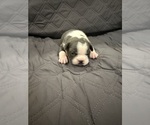 Small #4 Boston Terrier