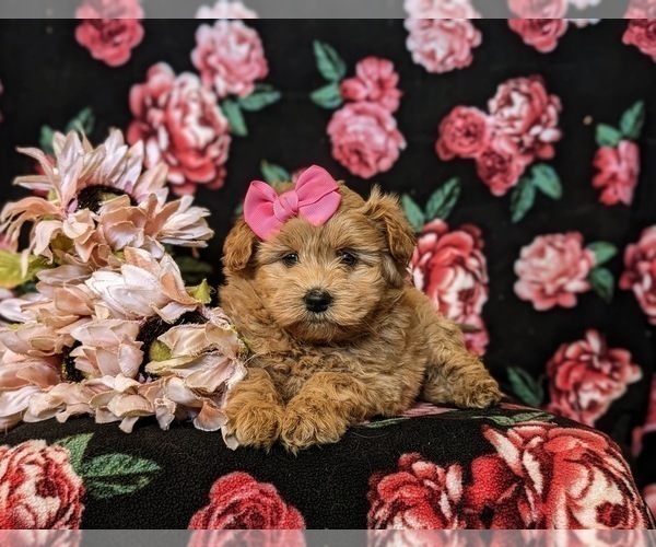 Medium Photo #6 Pookimo Puppy For Sale in QUARRYVILLE, PA, USA