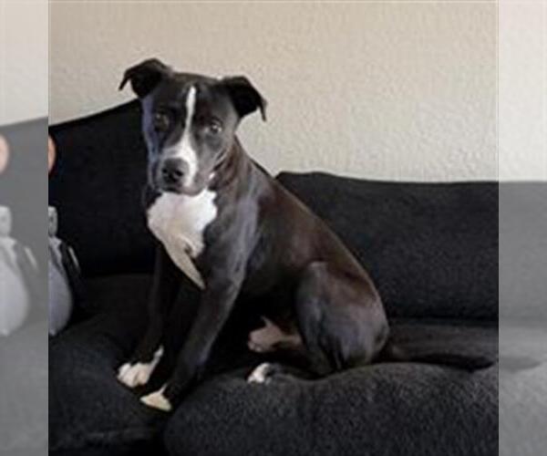 Medium Photo #1 American Staffordshire Terrier-Unknown Mix Puppy For Sale in San Antonio, TX, USA
