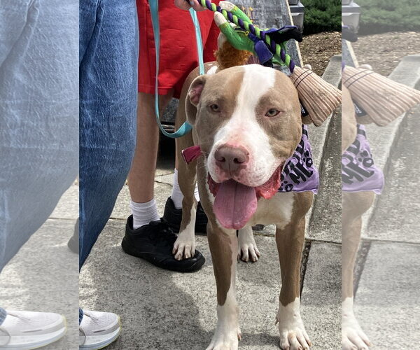 Medium Photo #3 American Bulldog-American Staffordshire Terrier Mix Puppy For Sale in Decatur, GA, USA