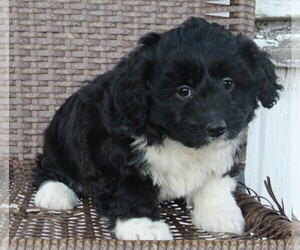 Aussiedoodle Miniature  Puppy for sale in FREDERICKSBURG, OH, USA