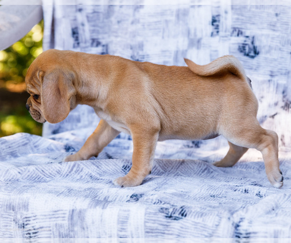 Medium Photo #7 Puggle Puppy For Sale in WAKARUSA, IN, USA