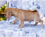 Small Photo #7 Puggle Puppy For Sale in WAKARUSA, IN, USA