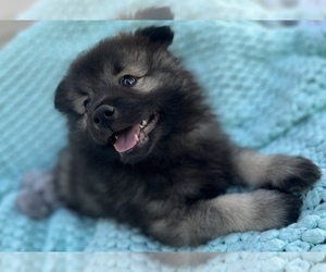 Keeshond Puppy for sale in COLORADO SPRINGS, CO, USA