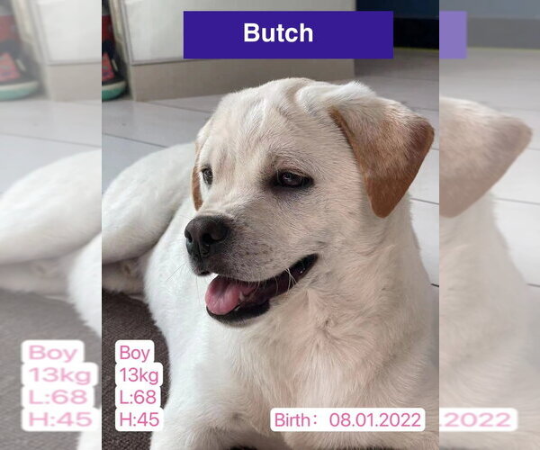 Medium Photo #4 American Bulldog-Labrador Retriever Mix Puppy For Sale in West Hollywood, CA, USA