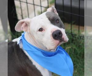 American Staffordshire Terrier-Unknown Mix Dogs for adoption in San Antonio, TX, USA