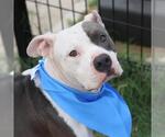 Small American Staffordshire Terrier Mix
