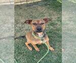 Small Bloodhound-Boxer Mix