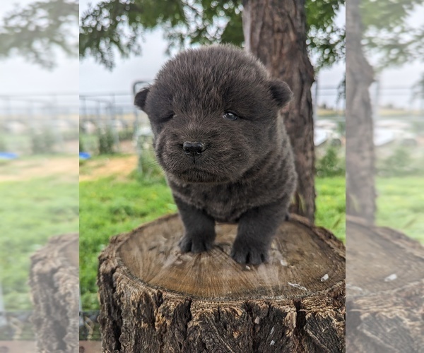 Medium Photo #1 Chow Chow Puppy For Sale in KEENESBURG, CO, USA