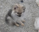 Small #2 Pomeranian