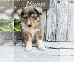 Puppy George Shetland Sheepdog