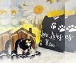 Small #6 ShihPoo