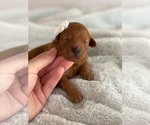 Small Photo #8 Goldendoodle (Miniature) Puppy For Sale in JENKS, OK, USA