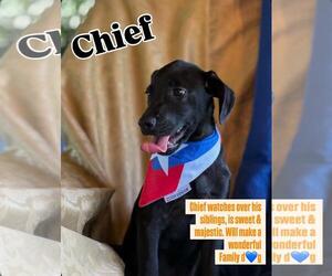 Labrador Retriever-Unknown Mix Dogs for adoption in Sanford, FL, USA