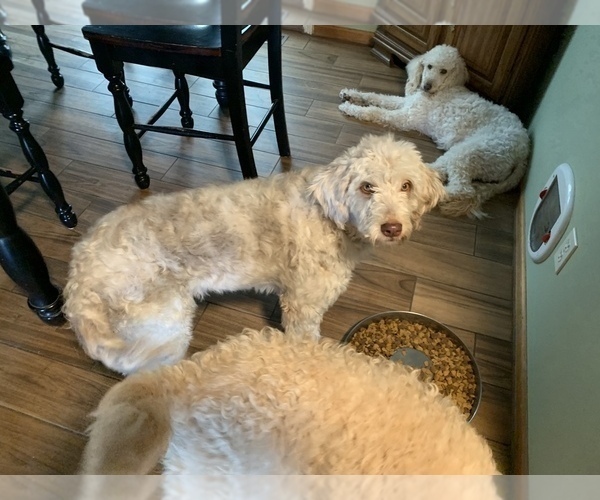 Medium Photo #1 Aussiedoodle-Bernedoodle Mix Puppy For Sale in HOLT, MO, USA
