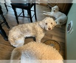 Small Photo #1 Aussiedoodle-Bernedoodle Mix Puppy For Sale in HOLT, MO, USA