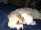 Small Photo #4 Cavachon Puppy For Sale in CHICAGO, IL, USA