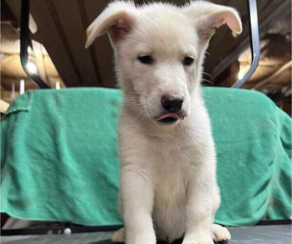 Medium Photo #8 German Shepherd Dog Puppy For Sale in SODUS, NY, USA