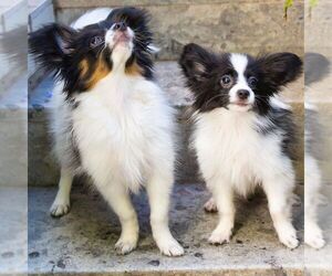 Papillon Puppy for sale in NEW YORK, NY, USA