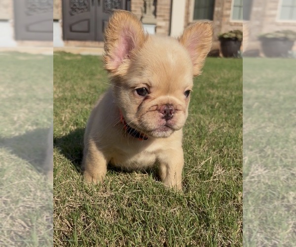 Medium Photo #4 French Bulldog Puppy For Sale in SNELLVILLE, GA, USA