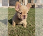 Isabella - Female French Bulldog Puppy for Sale - Photo #4